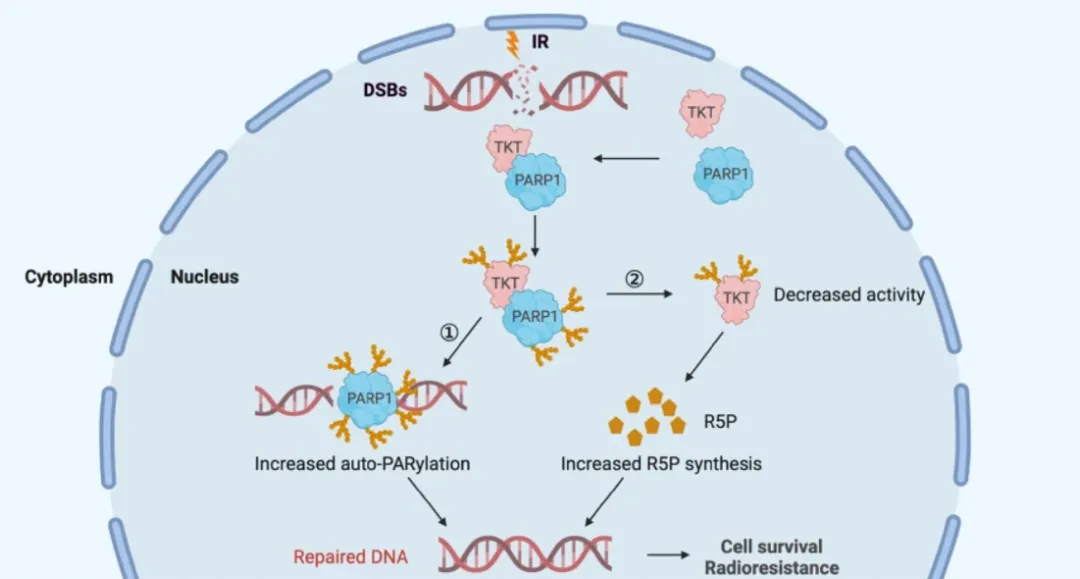 王旭课题组与一附院许柱副教授合作在肿瘤学领域权威期刊Oncogene发表研究成果